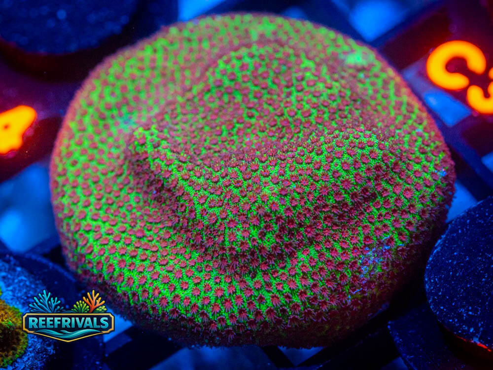 R1 A 19 coral image from ReefRivals, listed as Soft Coral
