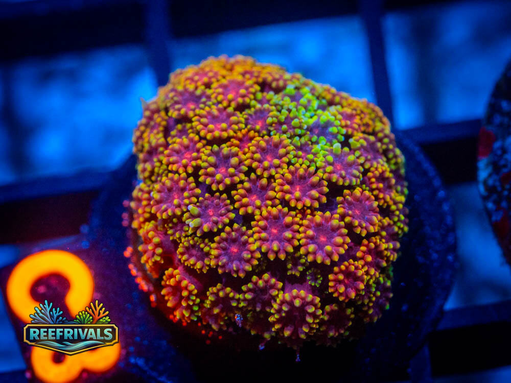 R1 A 20 WYSIWYG coral image | ReefRivals R1 A 20 coral image from ReefRivals, listed as Soft Coral
