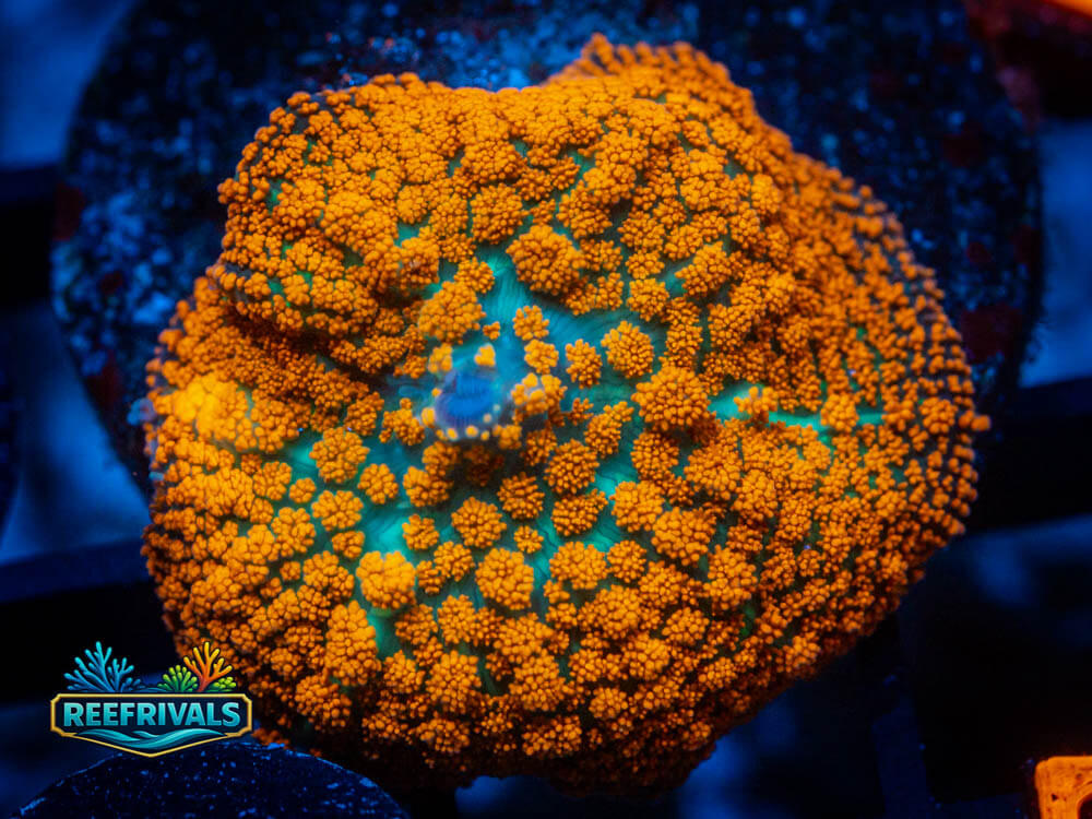 R1 A 21 WYSIWYG coral image | ReefRivals R1 A 21 coral image from ReefRivals, listed as Soft Coral
