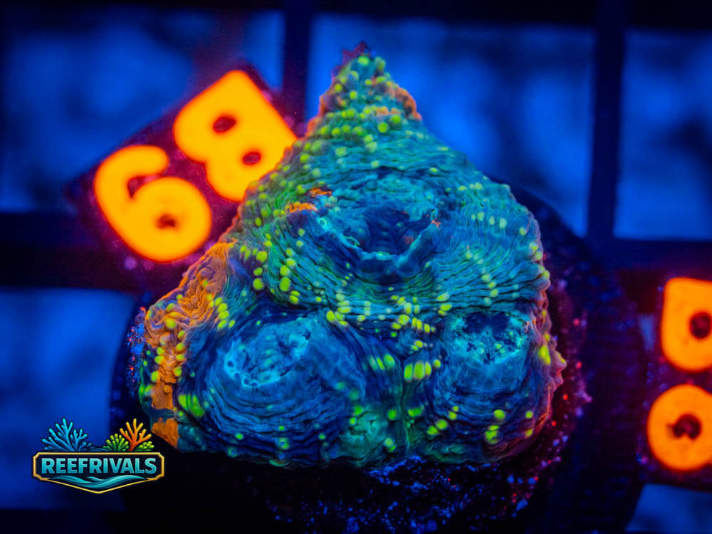 R1 A 23 WYSIWYG coral image | ReefRivals R1 A 23 coral image from ReefRivals, listed as Soft Coral