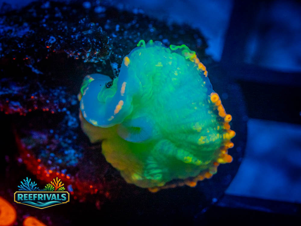 R1 A 25 WYSIWYG coral image | ReefRivals R1 A 25 coral image from ReefRivals, listed as Soft Coral