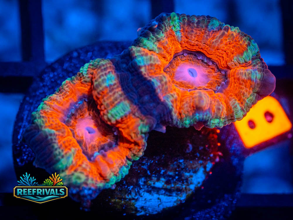 R1 A 26 WYSIWYG coral image | ReefRivals R1 A 26 coral image from ReefRivals, listed as Soft Coral
