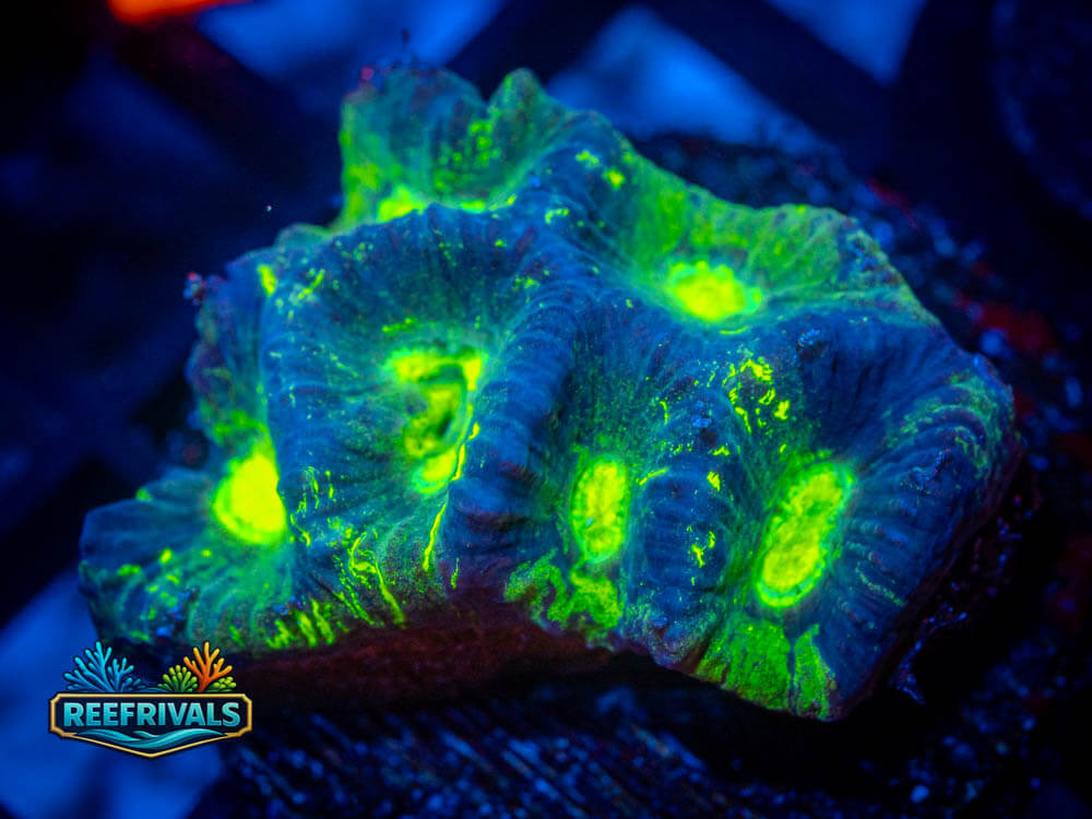 R1 A 27 coral image from ReefRivals, listed as Soft Coral