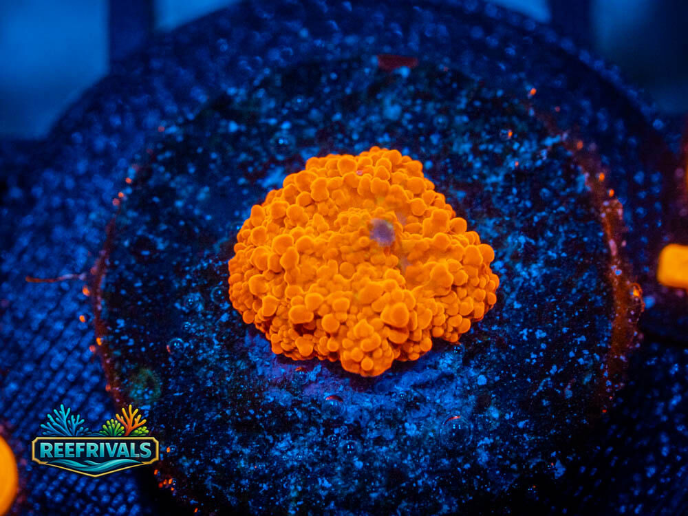 Orange Disco coral image from ReefRivals, listed as Discosoma spp. and Mushrooms