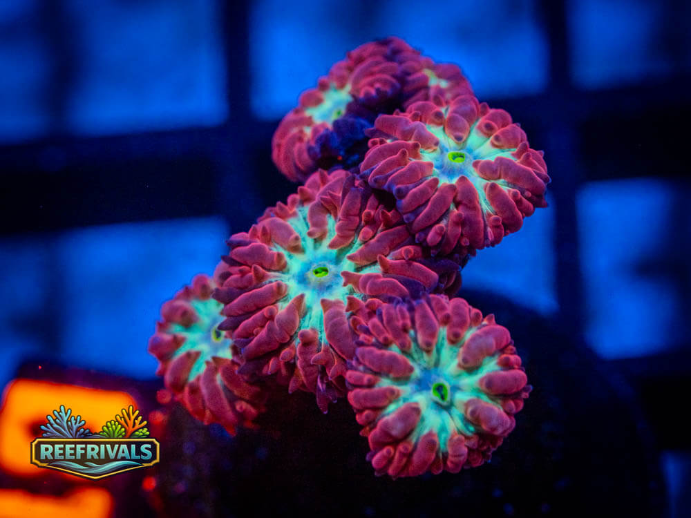 R1 A 29 WYSIWYG coral image | ReefRivals R1 A 29 coral image from ReefRivals, listed as Soft Coral