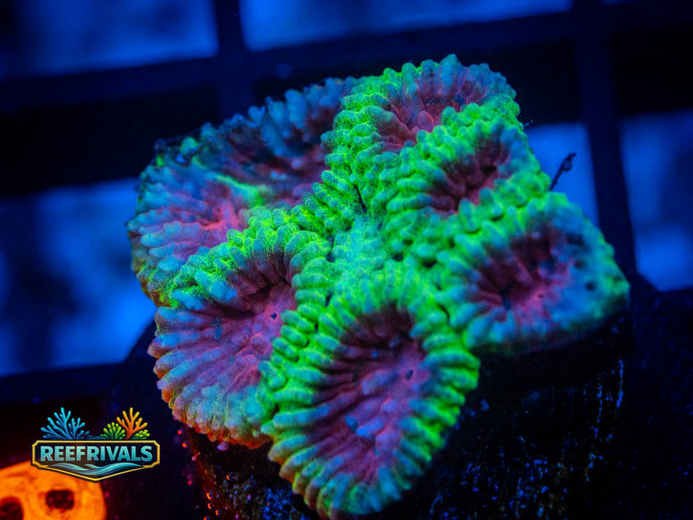 R1 A 30 WYSIWYG coral image | ReefRivals R1 A 30 coral image from ReefRivals, listed as Soft Coral