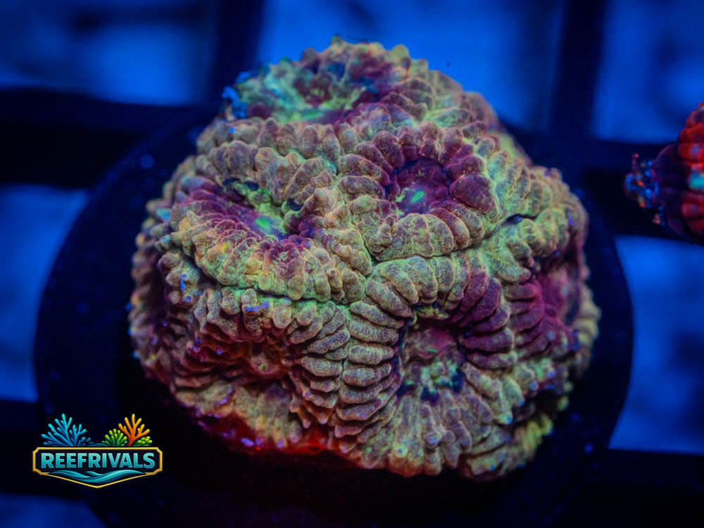 R1 A 31 WYSIWYG coral image | ReefRivals R1 A 31 coral image from ReefRivals, listed as Soft Coral