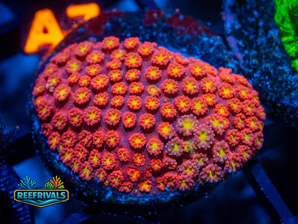 RVL Peach Patch Goni coral image from ReefRivals, listed as Goniopora spp. and Soft Coral