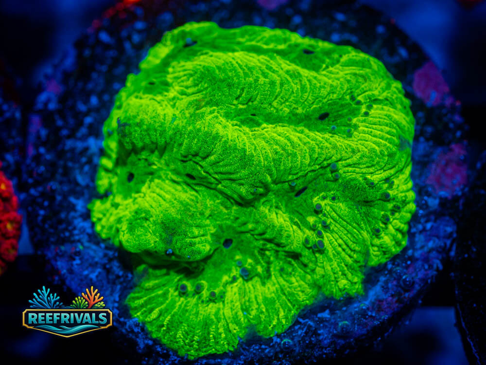 R1 A 33 WYSIWYG coral image | ReefRivals R1 A 33 coral image from ReefRivals, listed as Soft Coral