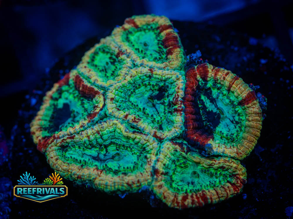 R1 A 34 WYSIWYG coral image | ReefRivals R1 A 34 coral image from ReefRivals, listed as Soft Coral