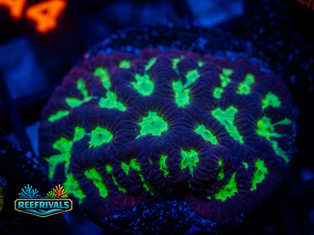 Favia/Favites coral image from ReefRivals, listed as Favia / Favites spp. and Soft Coral