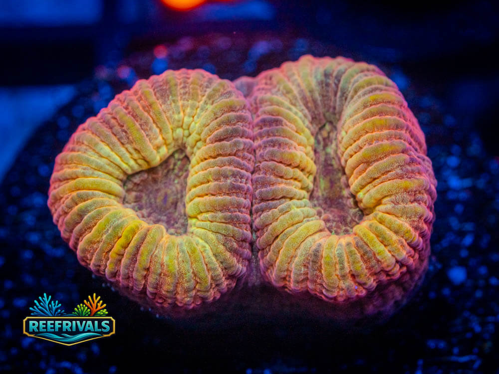 R1 A 36 WYSIWYG coral image | ReefRivals R1 A 36 coral image from ReefRivals, listed as Soft Coral