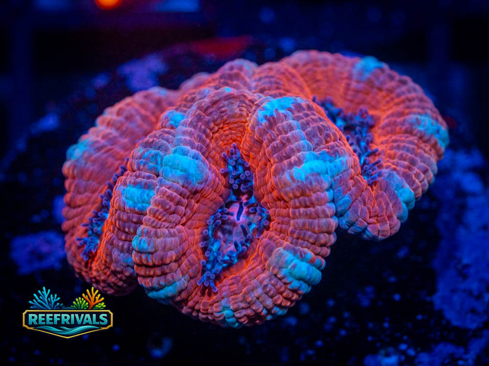 R1 A 37 WYSIWYG coral image | ReefRivals R1 A 37 coral image from ReefRivals, listed as Soft Coral