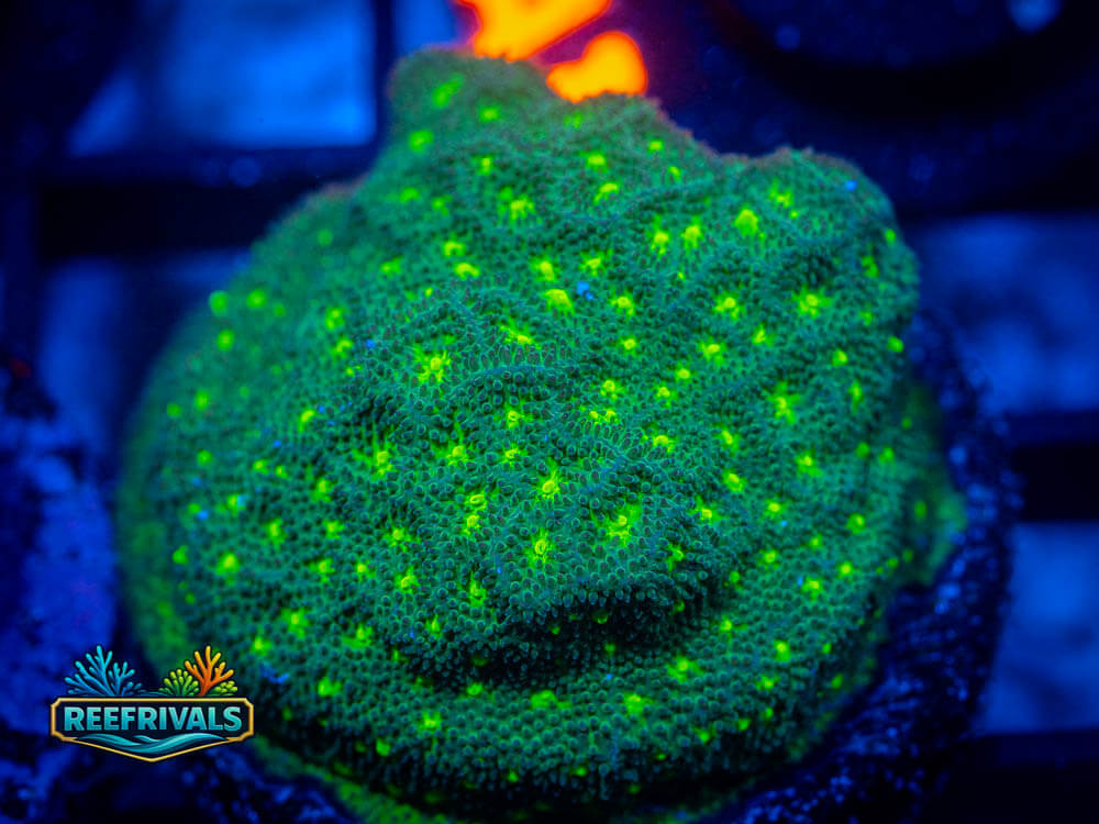 R1 A 38 WYSIWYG coral image | ReefRivals R1 A 38 coral image from ReefRivals, listed as Soft Coral