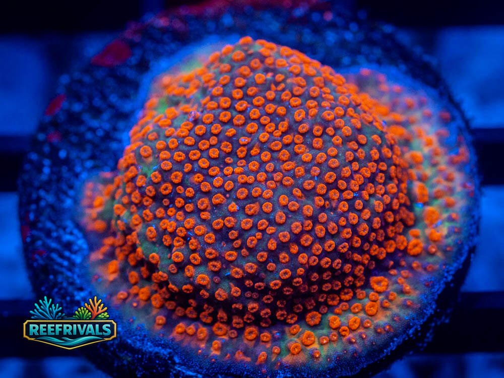 R1 A 39 WYSIWYG coral image | ReefRivals R1 A 39 coral image from ReefRivals, listed as Soft Coral