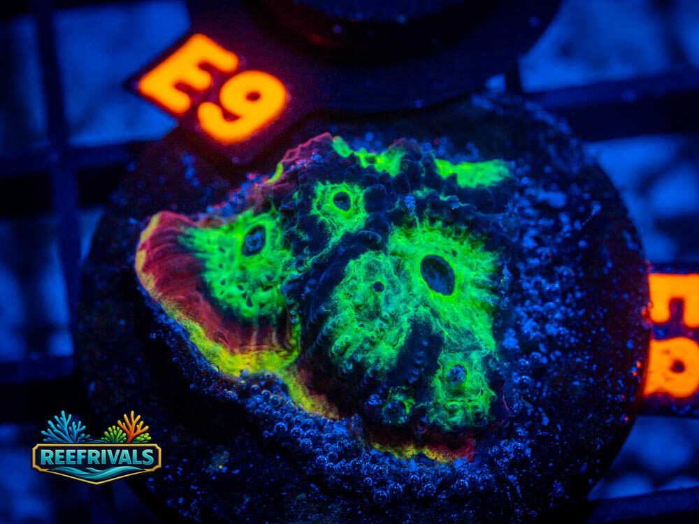 R1 A 40 WYSIWYG coral image | ReefRivals R1 A 40 coral image from ReefRivals, listed as Soft Coral