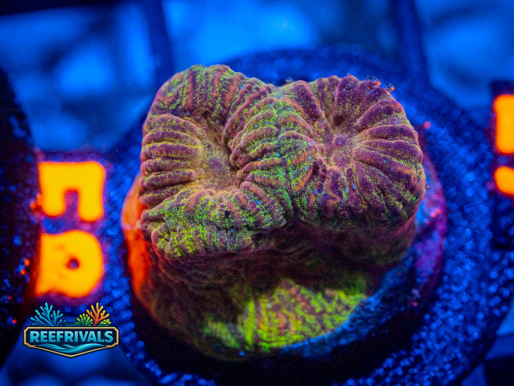 R1 A 41 WYSIWYG coral image | ReefRivals R1 A 41 coral image from ReefRivals, listed as Soft Coral