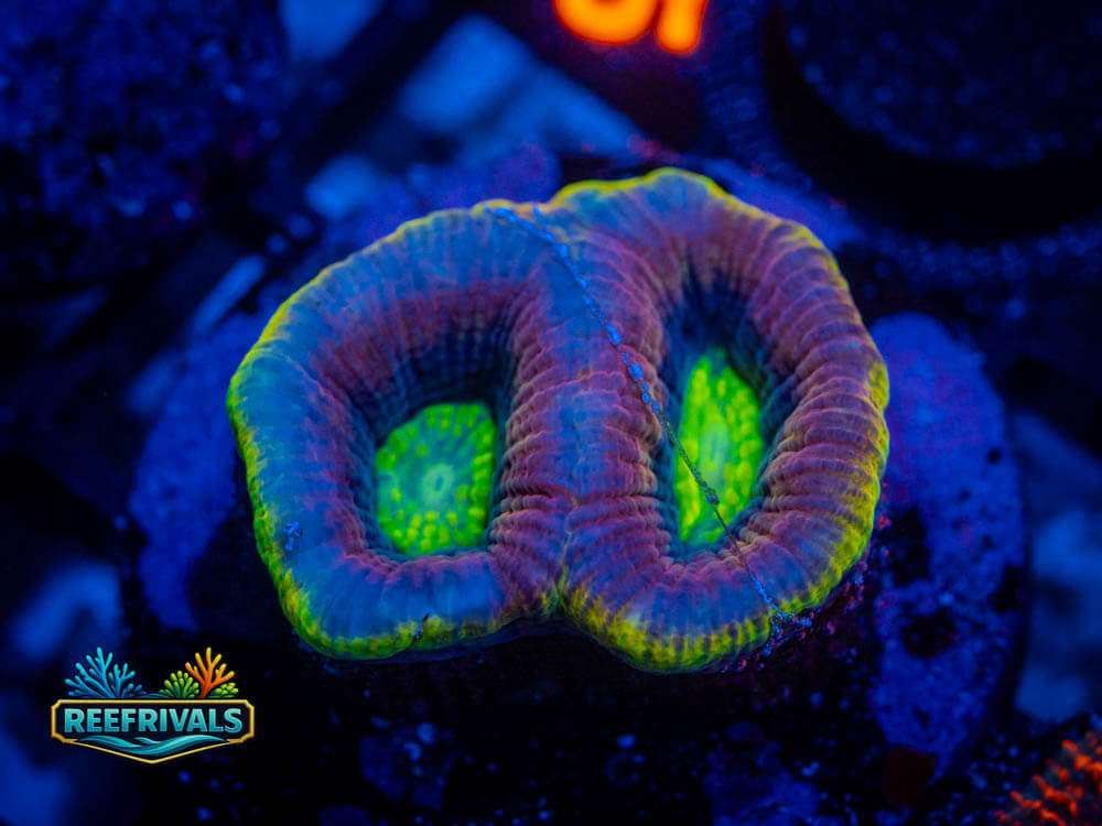R1 A 43 WYSIWYG coral image | ReefRivals R1 A 43 coral image from ReefRivals, listed as Soft Coral