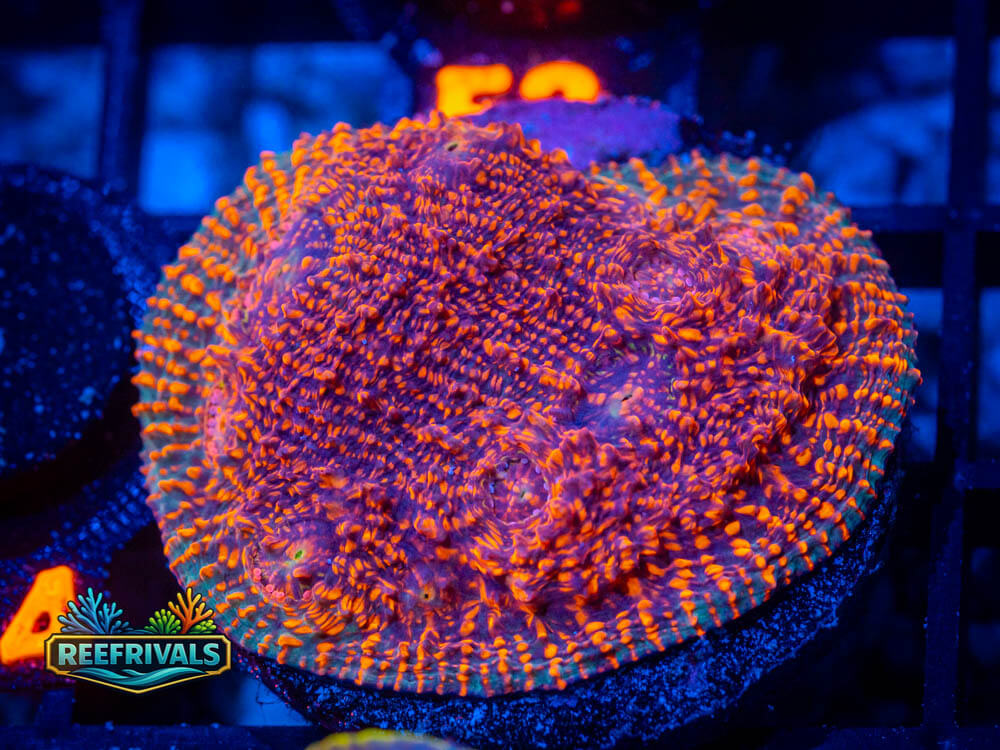 RVL Ultra Chalice coral image from ReefRivals, listed as Oxypora spp. and Soft Coral