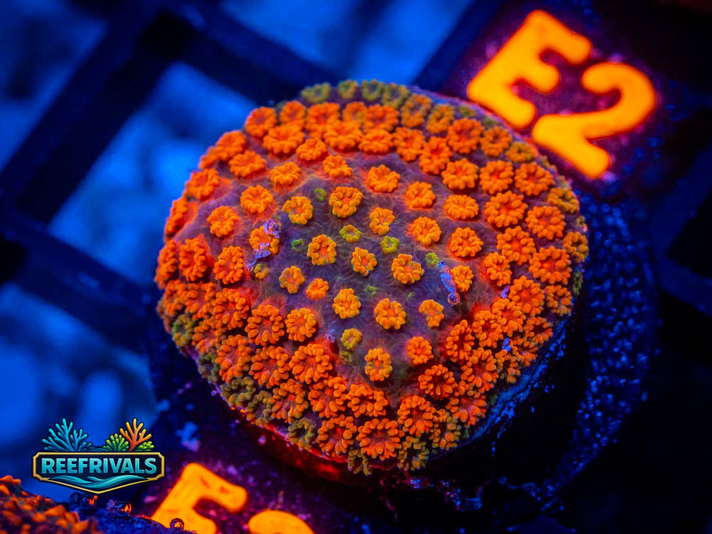 RVL Confused Sunset Monti WYSIWYG coral image | ReefRivals RVL Confused Sunset Monti coral image from ReefRivals, listed as Montipora spp. and Soft Coral