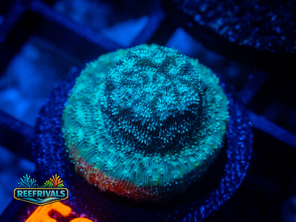 R1 A 46 WYSIWYG coral image | ReefRivals R1 A 46 coral image from ReefRivals, listed as Soft Coral