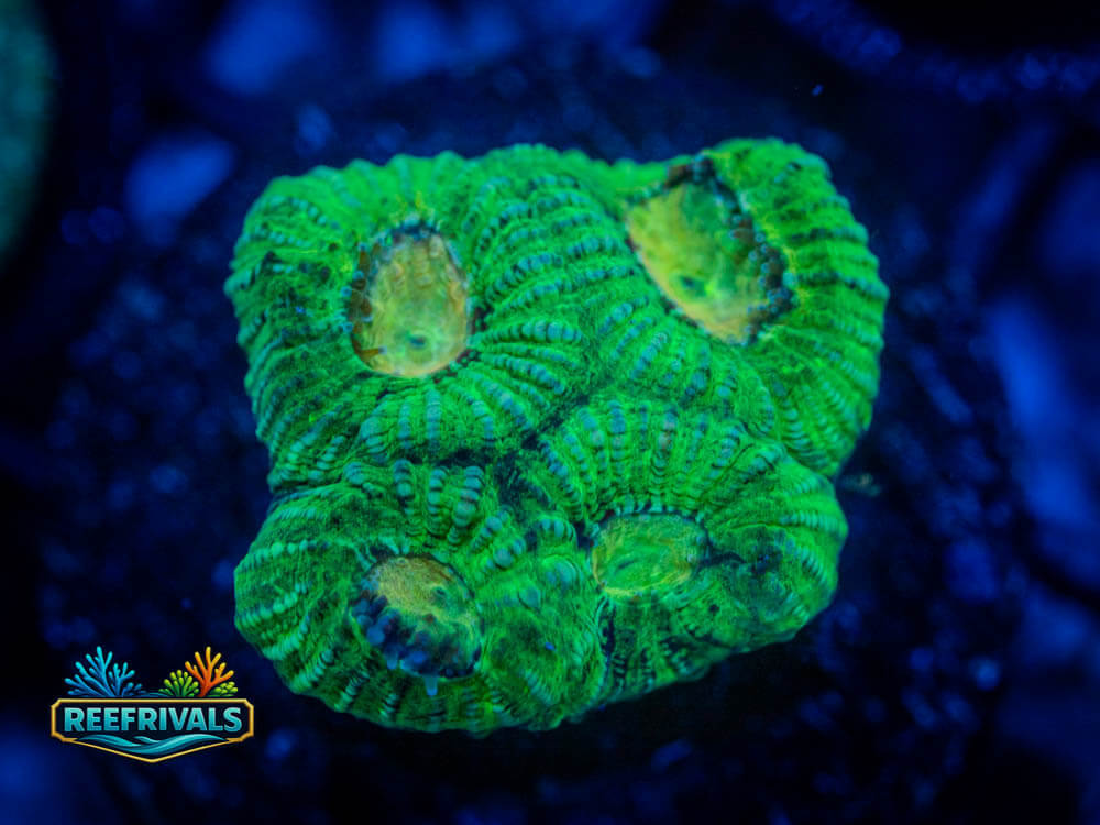R1 A 47 WYSIWYG coral image | ReefRivals R1 A 47 coral image from ReefRivals, listed as Soft Coral