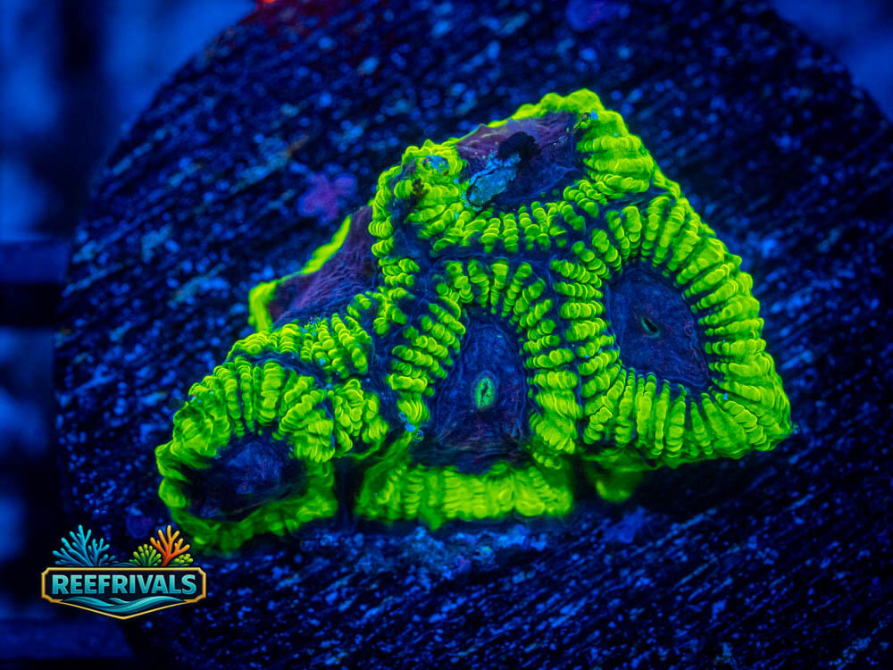 Raptor's Peace Favia WYSIWYG coral image | ReefRivals Raptor's Peace Favia coral image from ReefRivals, listed as Favia / Favites spp. and Soft Coral