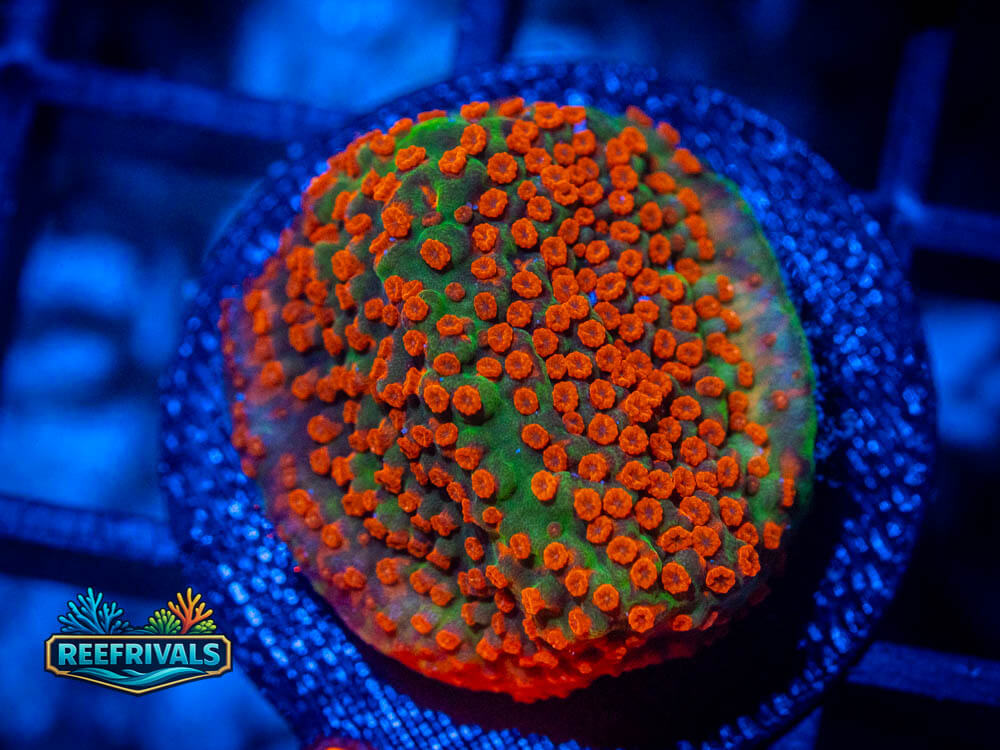 R1 A 49 WYSIWYG coral image | ReefRivals R1 A 49 coral image from ReefRivals, listed as Soft Coral