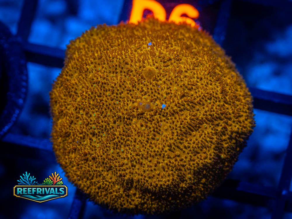 R1 A 50 WYSIWYG coral image | ReefRivals R1 A 50 coral image from ReefRivals, listed as Soft Coral