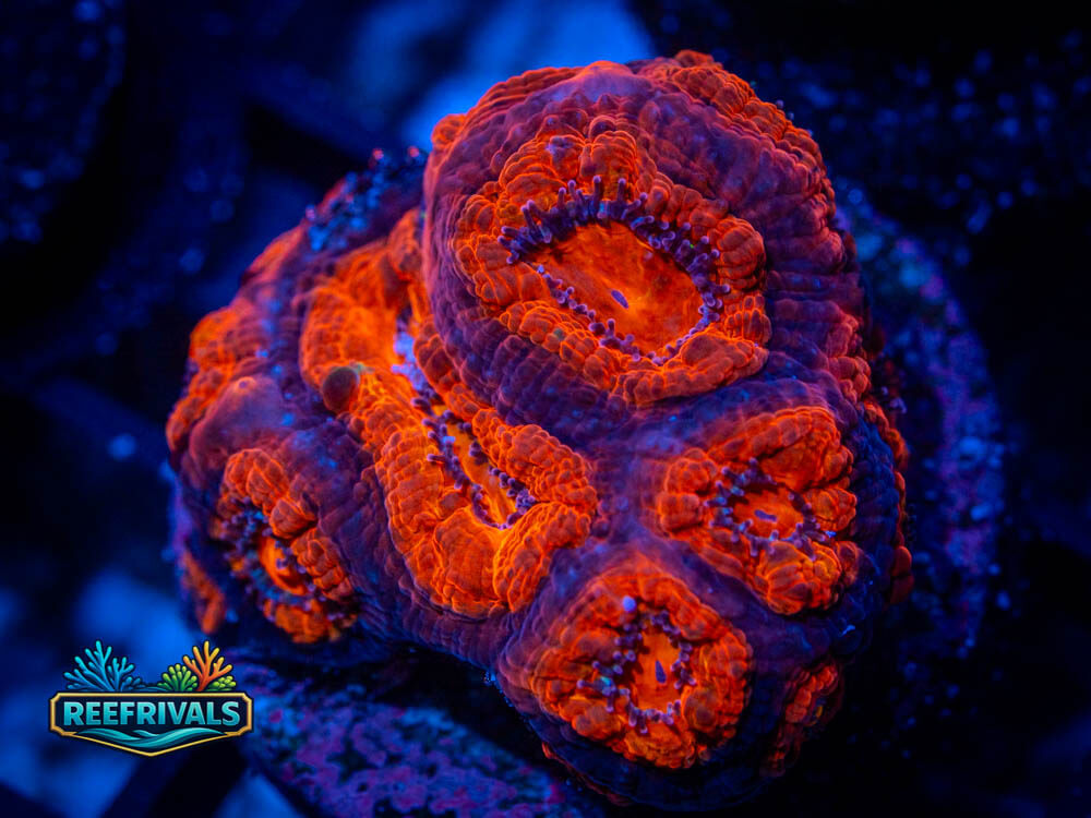 R1 A 52 WYSIWYG coral image | ReefRivals R1 A 52 coral image from ReefRivals, listed as Soft Coral