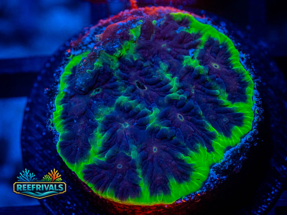 RVL Toxic Rim / Joker Favites coral image from ReefRivals, listed as Lithophyllon spp. and Soft Coral