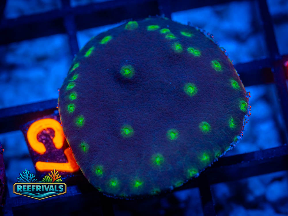 RVL Purple Scroll Coral coral image from ReefRivals, listed as Turbinaria spp. and SPS Plating
