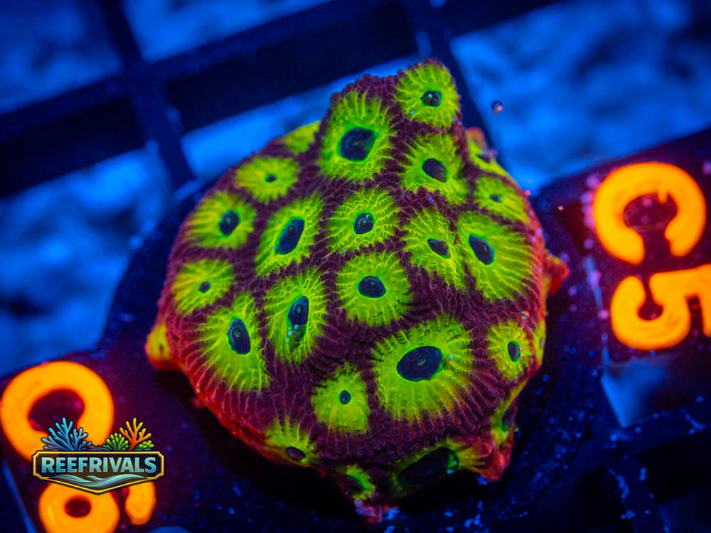 R1 A 57 coral image from ReefRivals, listed as Soft Coral