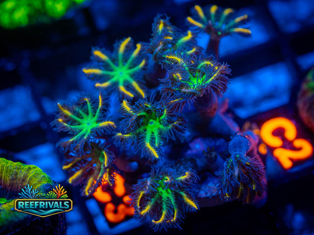 BigR Fireworks Clove Polyps coral image from ReefRivals, listed as Soft Coral