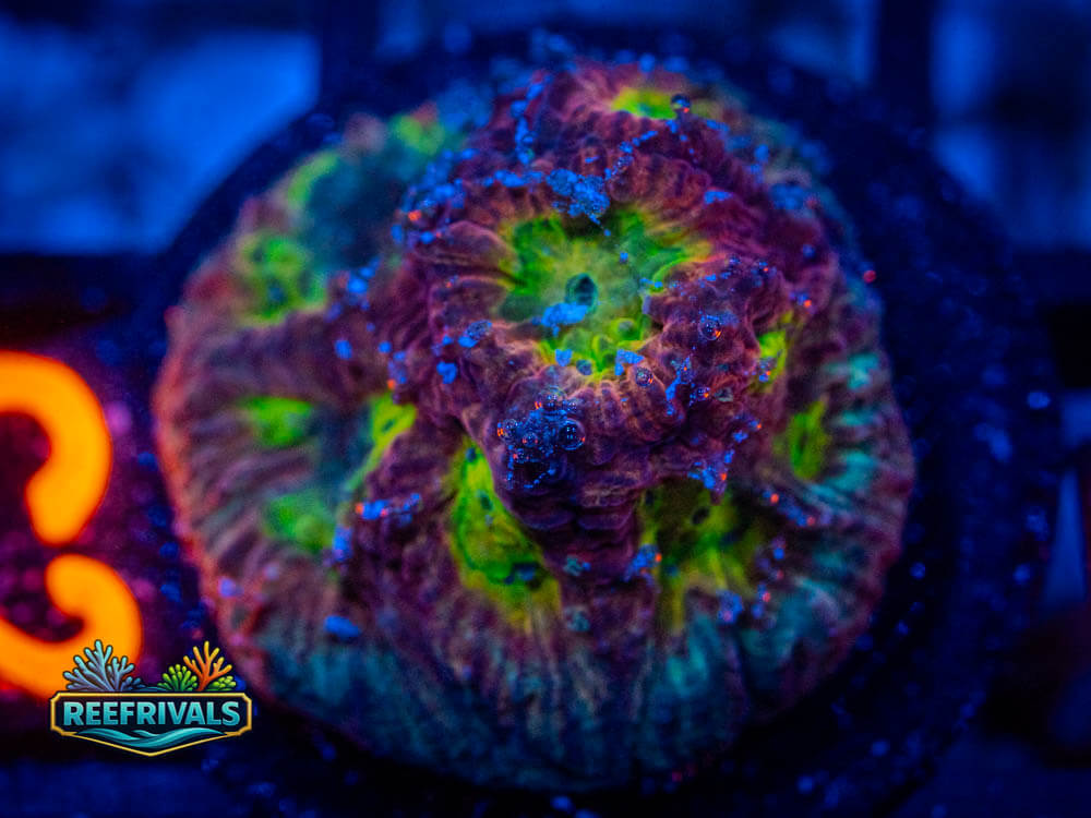 RVL Playdoh Favia coral image from ReefRivals, listed as Favia / Favites spp. and Soft Coral