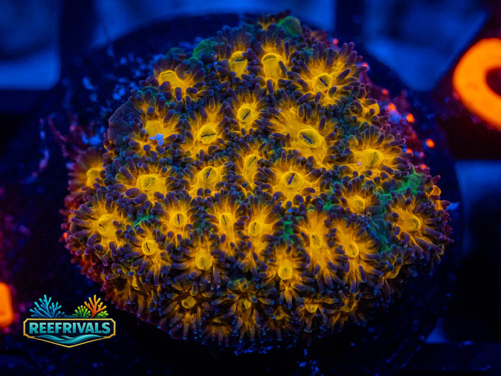 R1 A 61 WYSIWYG coral image | ReefRivals R1 A 61 coral image from ReefRivals, listed as Soft Coral