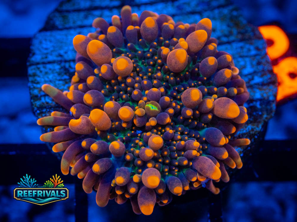 R1 A 62 WYSIWYG coral image | ReefRivals R1 A 62 coral image from ReefRivals, listed as Soft Coral