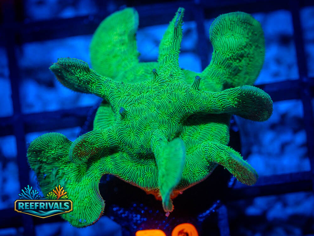 R1 A 63 WYSIWYG coral image | ReefRivals R1 A 63 coral image from ReefRivals, listed as Soft Coral