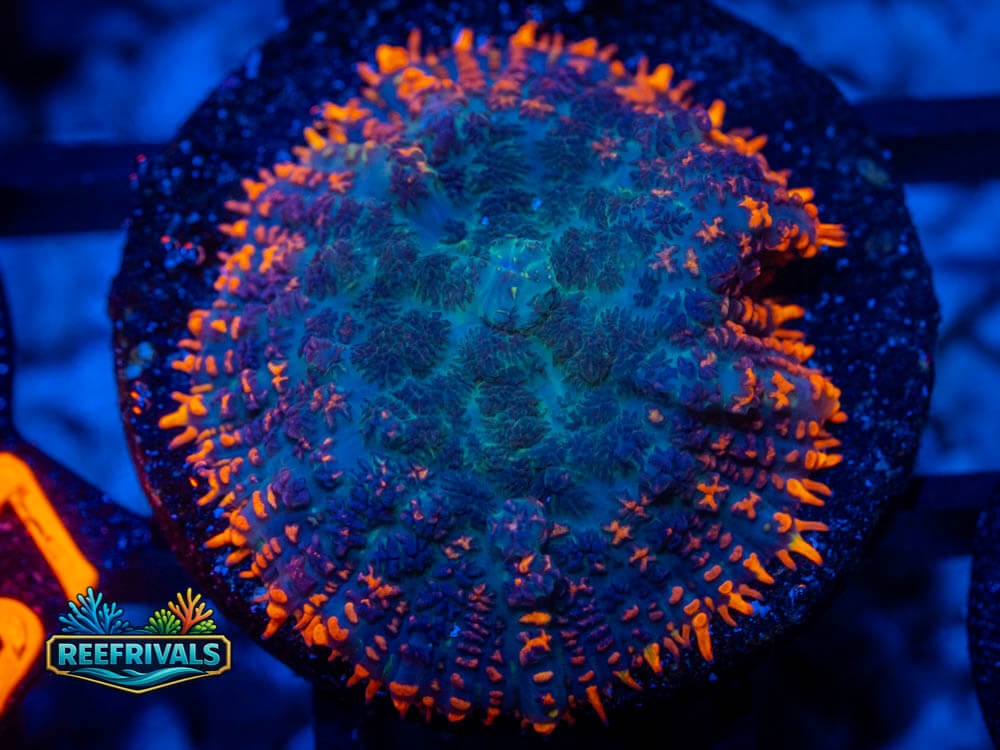 RVL Burnt Rim Mushroom coral image from ReefRivals, listed as Rhodactis sp. and Mushrooms