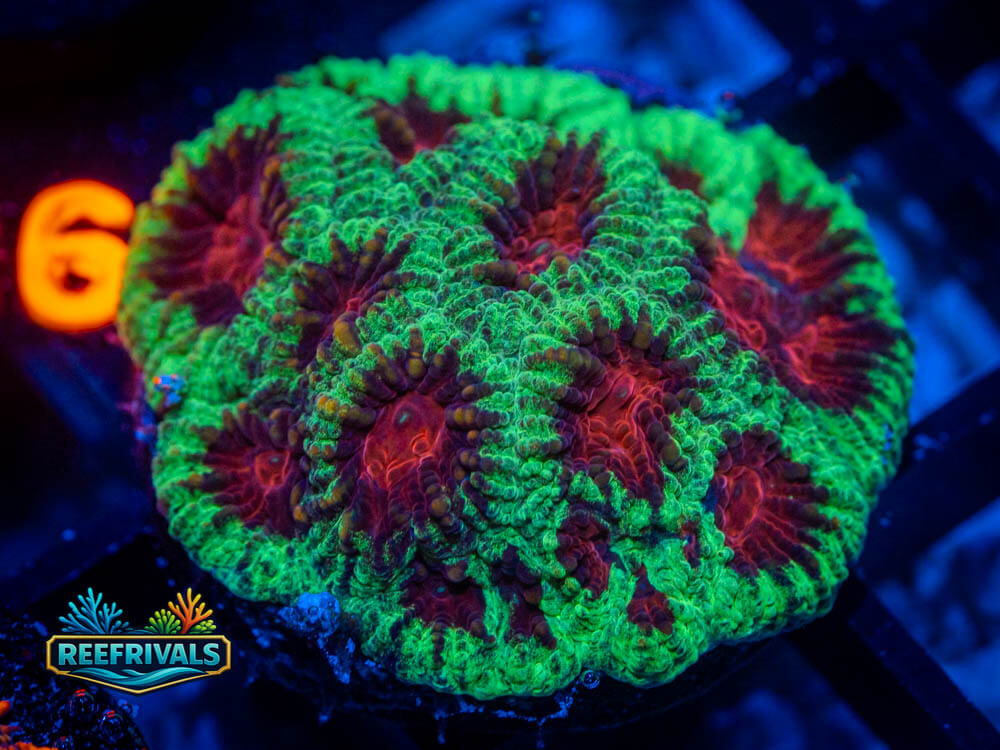 RVL Christmas favia coral image from ReefRivals, listed as Favia / Favites spp. and Soft Coral