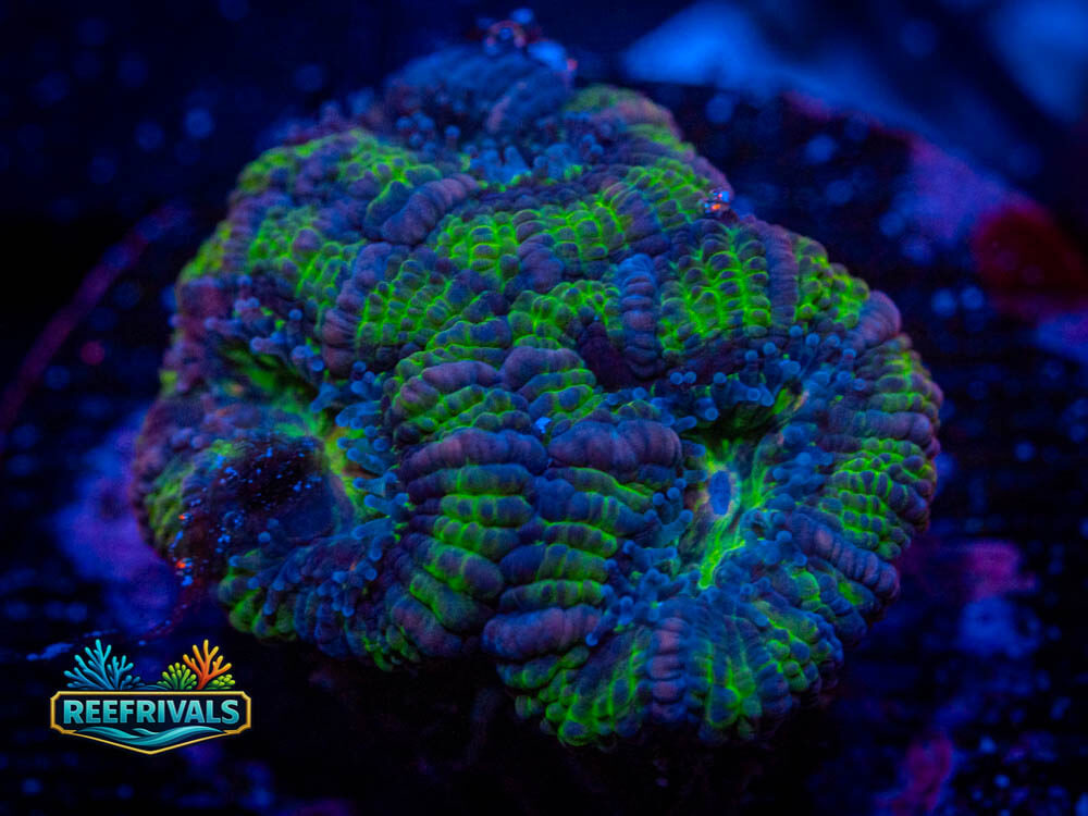 WWC Midnight Princess Acan WYSIWYG coral image | ReefRivals WWC Midnight Princess Acan coral image from ReefRivals, listed as Micromussa spp. and Soft Coral