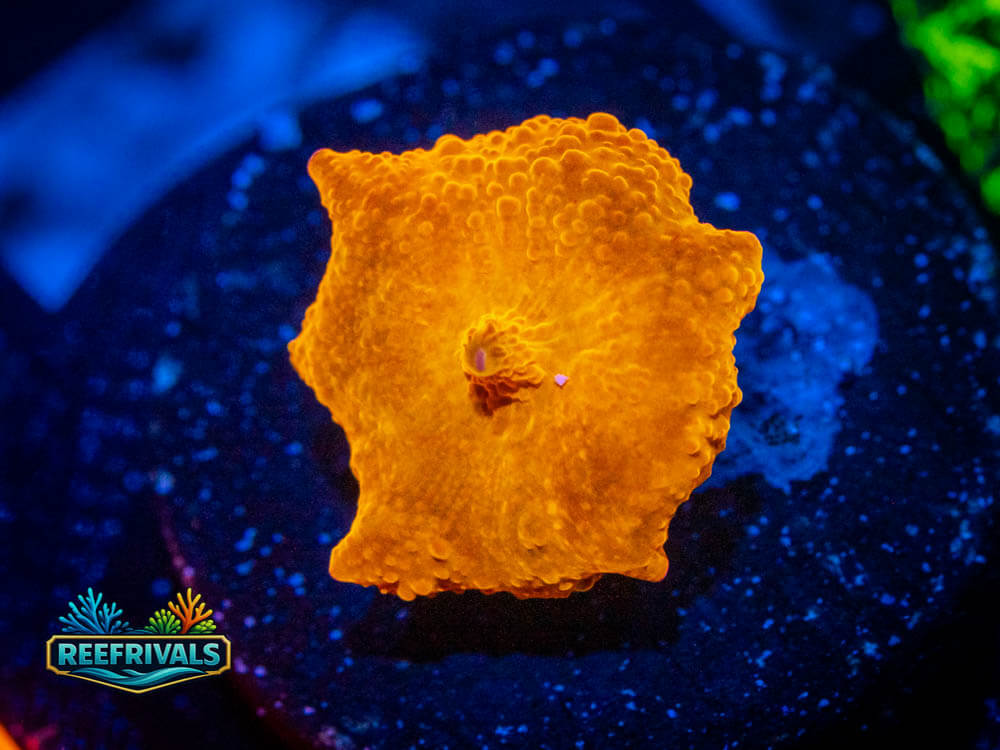 R1 A 68 coral image from ReefRivals, listed as Soft Coral