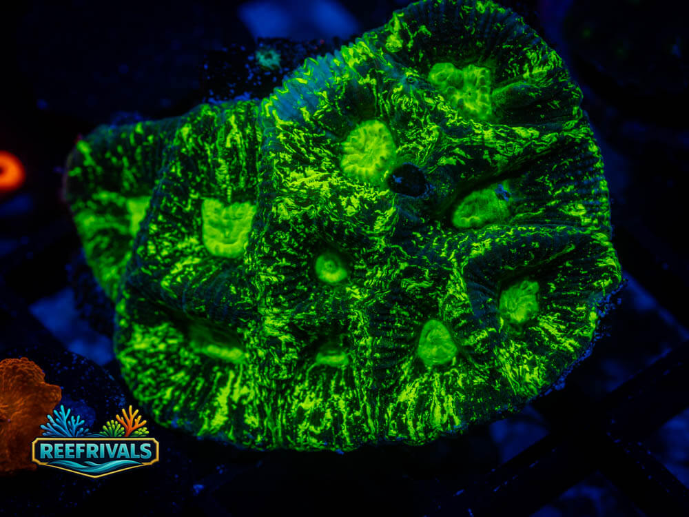 RVL Toxic Oil Spill WYSIWYG coral image | ReefRivals RVL Toxic Oil Spill coral image from ReefRivals, listed as Favia / Favites spp. and Soft Coral