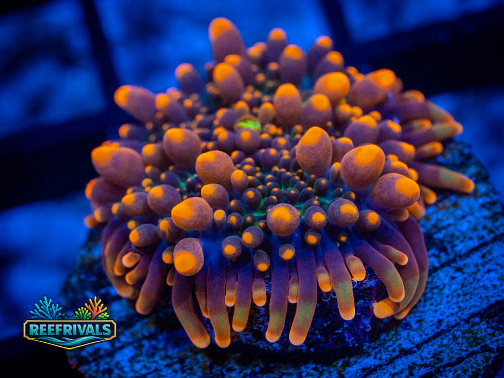R1 A 70 WYSIWYG coral image | ReefRivals R1 A 70 coral image from ReefRivals, listed as Soft Coral