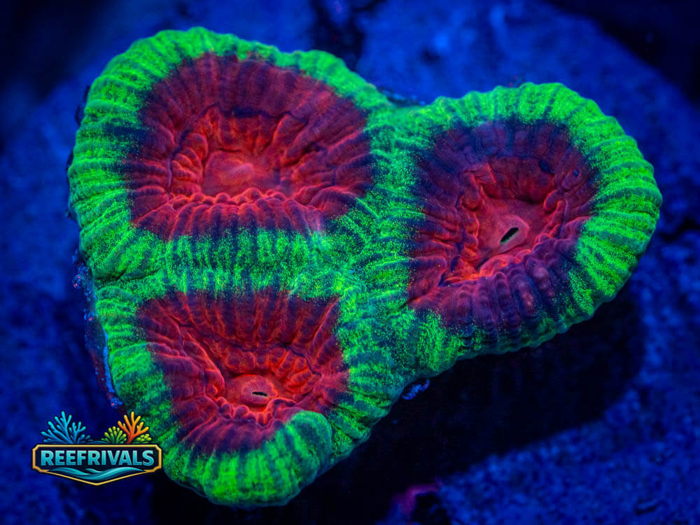 ECC Watermelon Favia WYSIWYG coral image | ReefRivals ECC Watermelon Favia coral image from ReefRivals, listed as Soft Coral