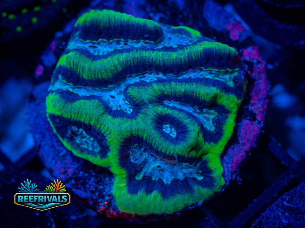 R1 A 72 WYSIWYG coral image | ReefRivals R1 A 72 coral image from ReefRivals, listed as Soft Coral
