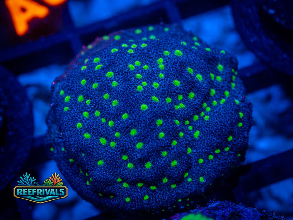 R1 A 73 WYSIWYG coral image | ReefRivals R1 A 73 coral image from ReefRivals, listed as Soft Coral