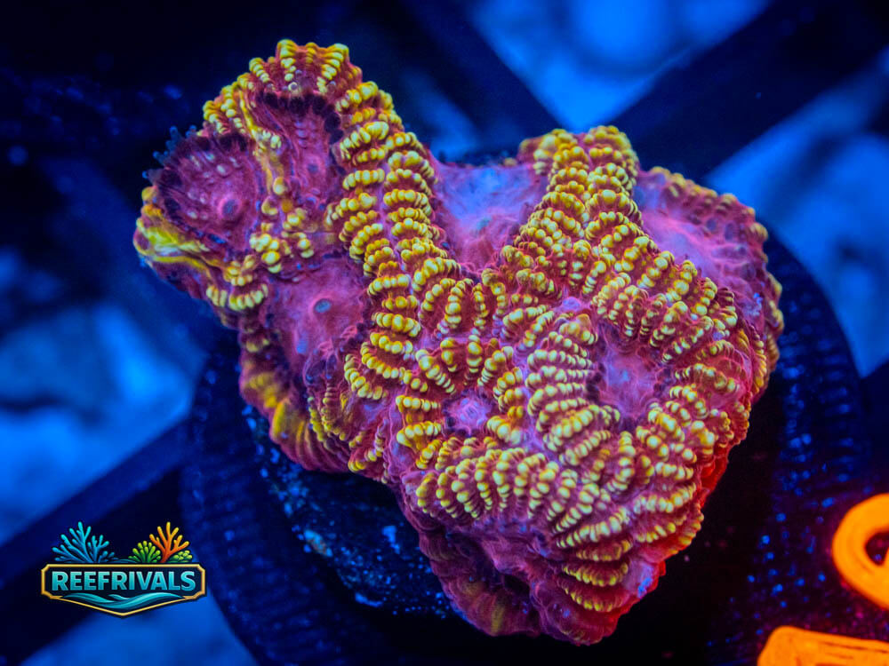 R1 A 74 WYSIWYG coral image | ReefRivals R1 A 74 coral image from ReefRivals, listed as Soft Coral