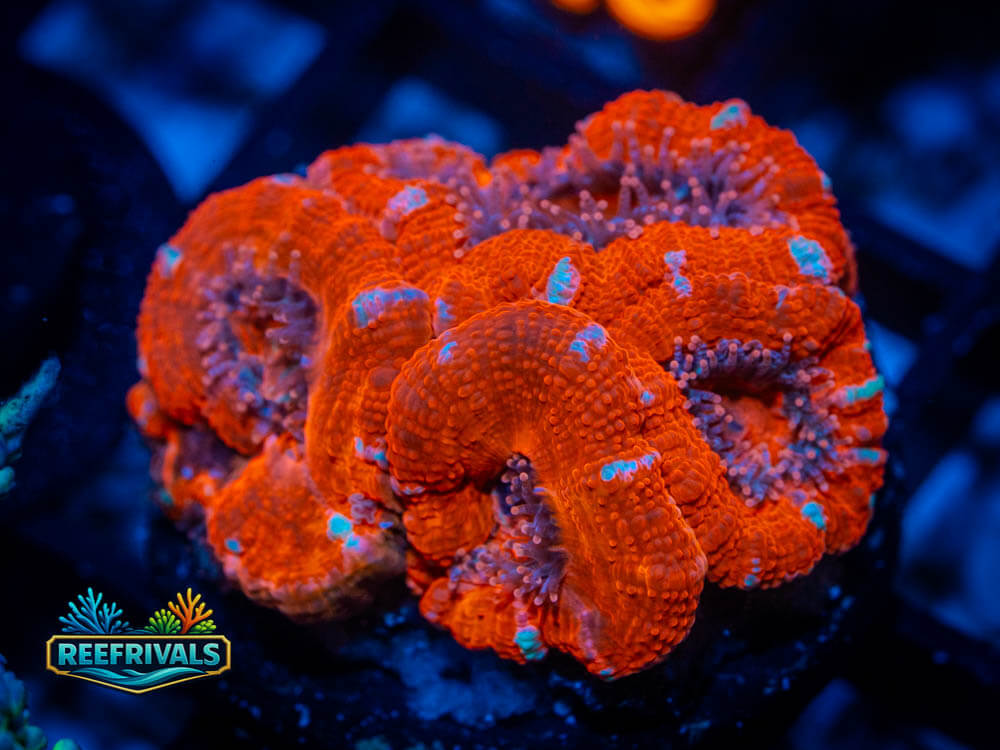 R1 A 75 WYSIWYG coral image | ReefRivals R1 A 75 coral image from ReefRivals, listed as Soft Coral