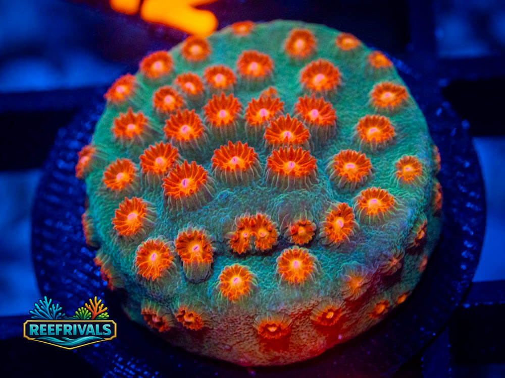 R1 A 76 WYSIWYG coral image | ReefRivals R1 A 76 coral image from ReefRivals, listed as Soft Coral